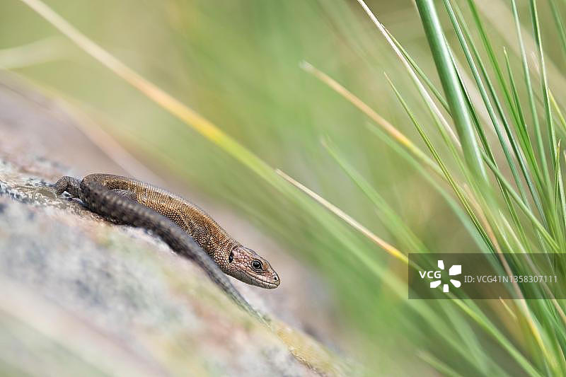 石头上的胎生蜥蜴，德国黑森州图片素材