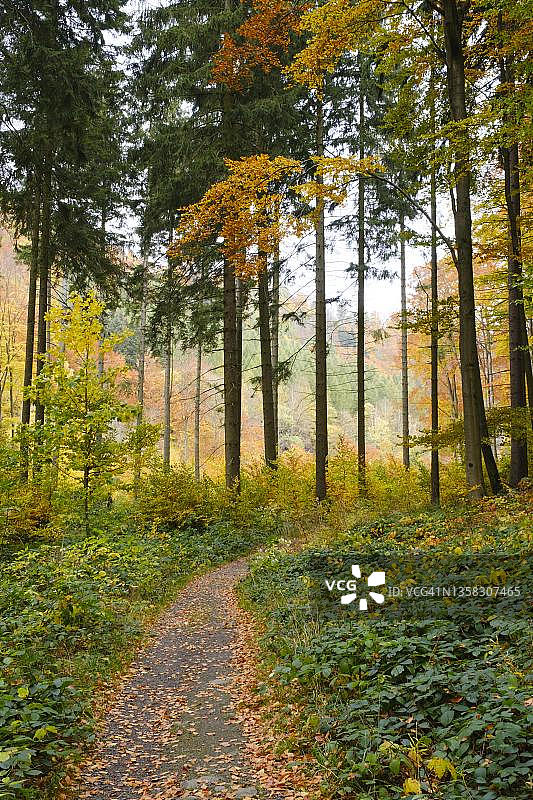 秋季Radautal森林小路，哈茨国家公园，哈茨山脉，下萨克森州，德国图片素材