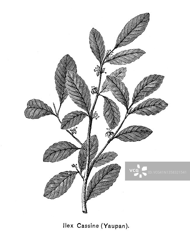 植物学，枸骨冬青古老雕刻插图图片素材