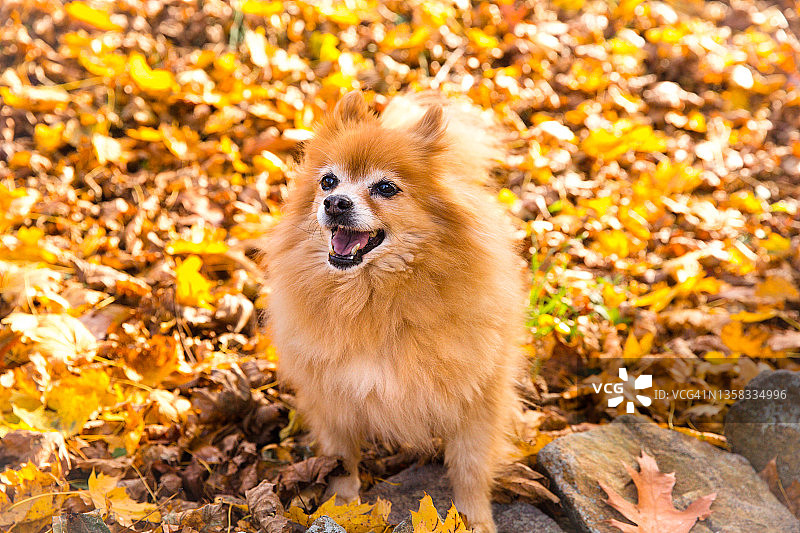 秋叶外的快乐的狗，博美犬图片素材