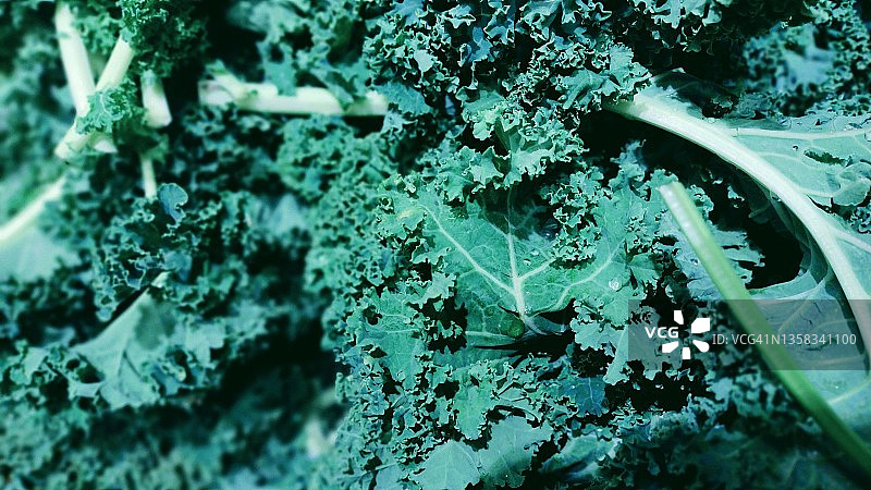 新鲜有机羽衣甘蓝特写图片素材