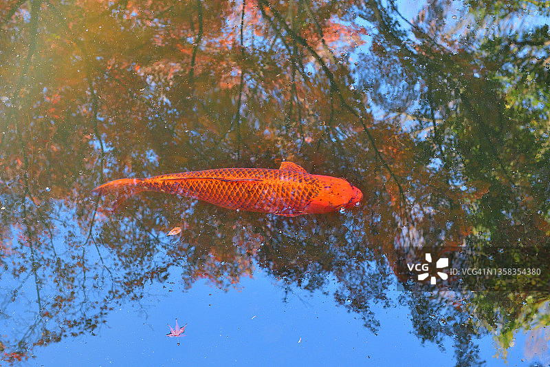 秋叶色彩在池塘中的倒影与游动的鲤鱼图片素材