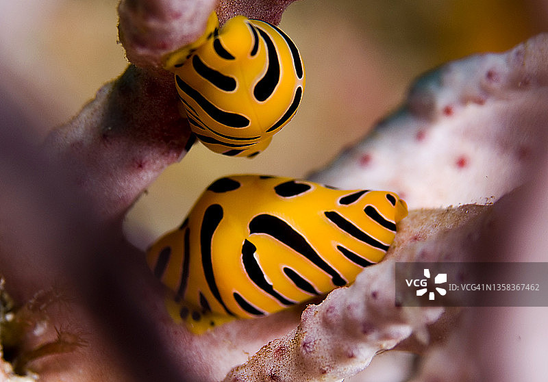 泰国斯米兰群岛虎斑卵贝图片素材