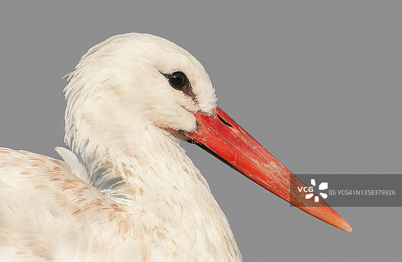 白色鹳图片素材