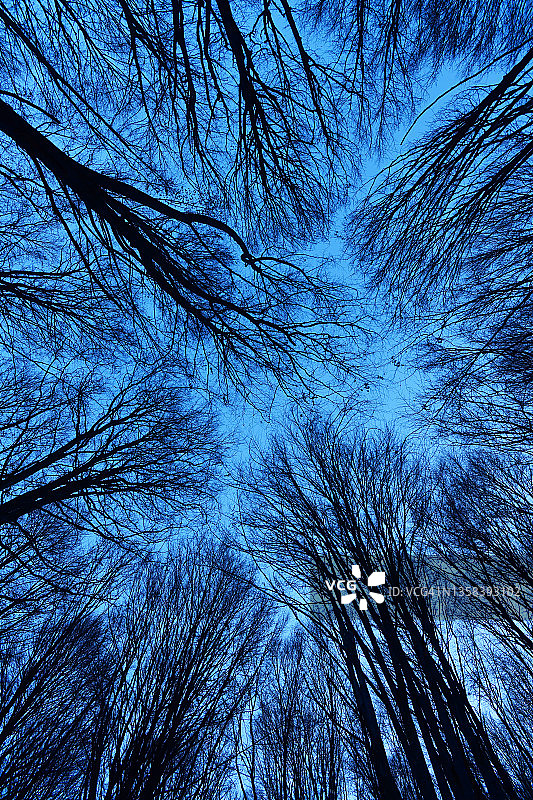 冬季山毛榉森林仰视图片素材