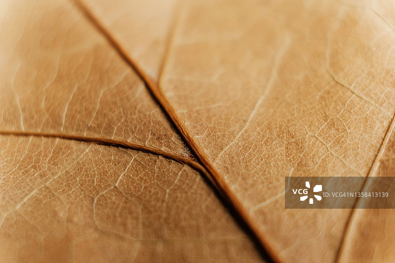 棕色干燥树叶的宏观纹理图片素材