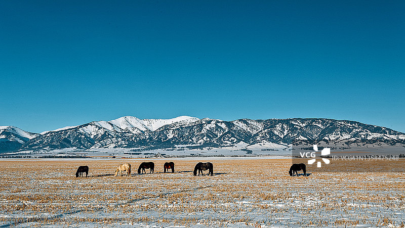 在寒冷晴朗的冬日雪地里吃草的马图片素材