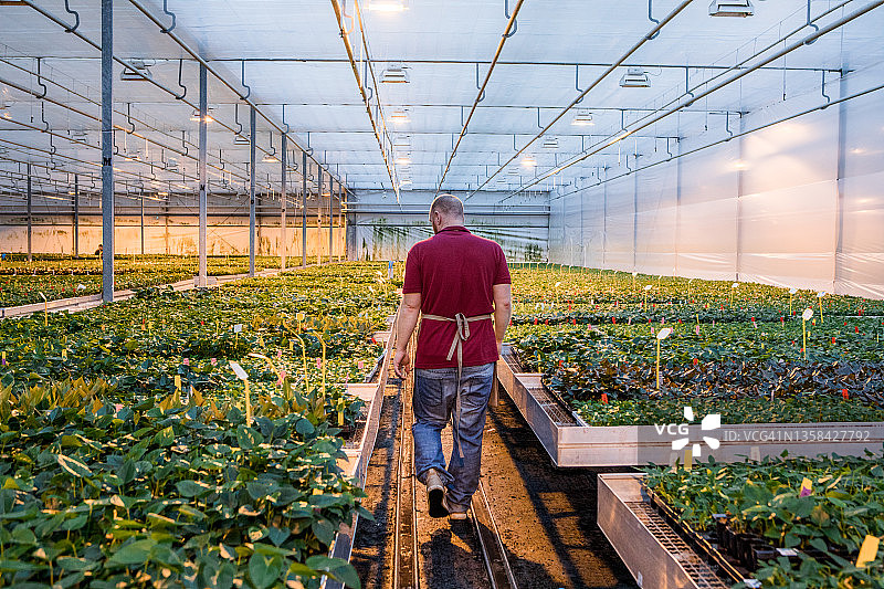 荷兰温室里的红发农场工人图片素材