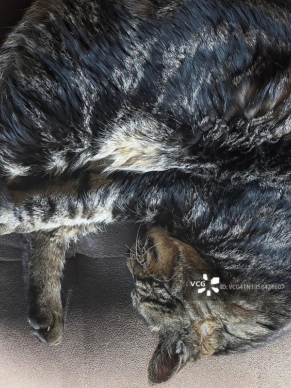 蜷缩在沙发上睡觉的黑猫图片素材