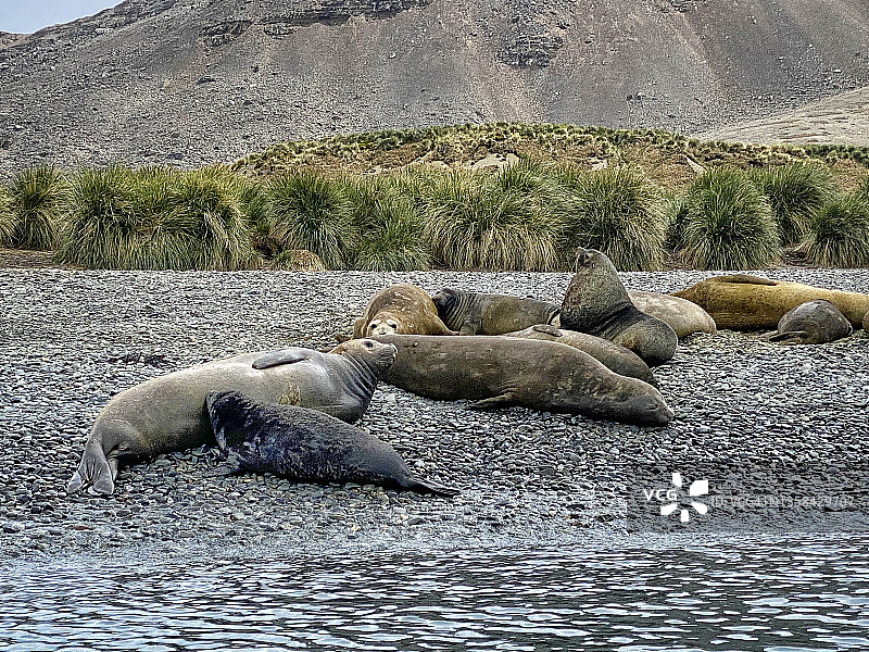 小象海豹幼崽哺乳图片素材