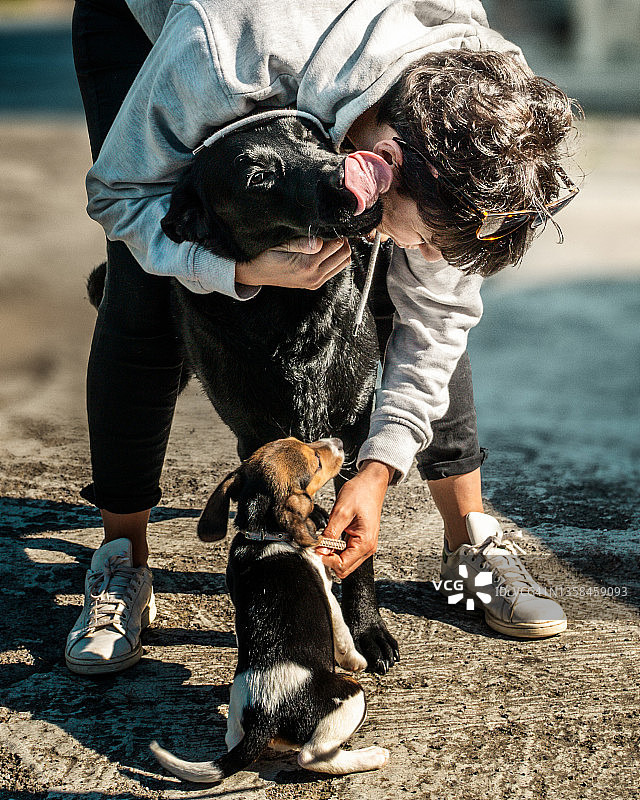 比格犬幼犬图片素材
