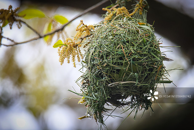 南方织布鸟图片素材