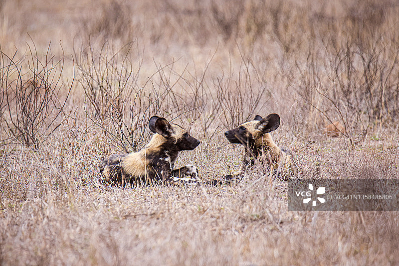 非洲野犬图片素材