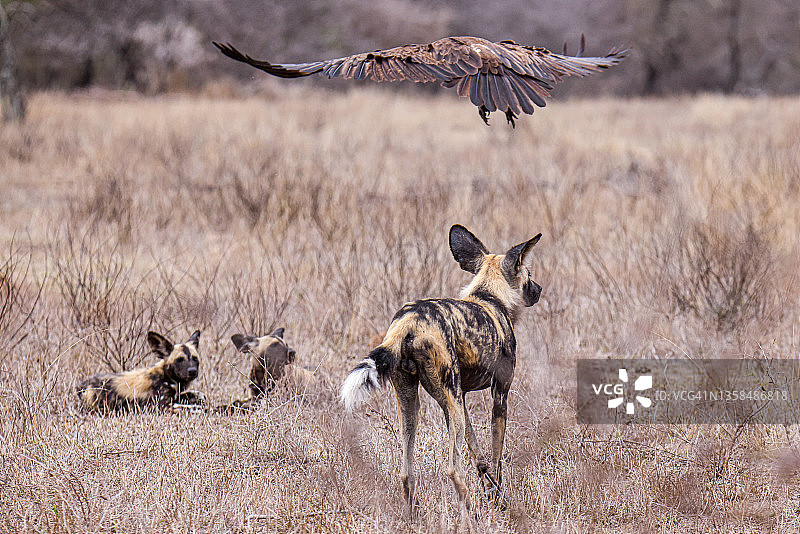 非洲野犬图片素材