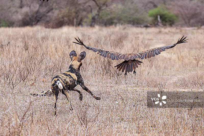 非洲野犬图片素材
