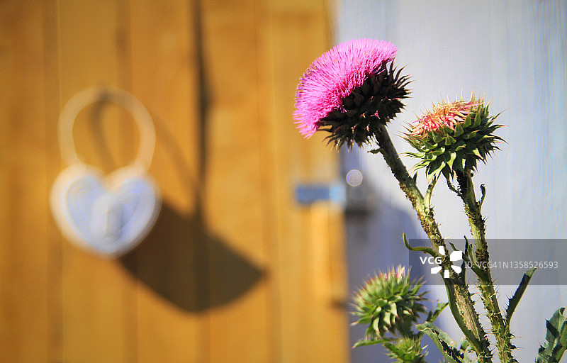 爱达荷州农场的鲜花图片素材