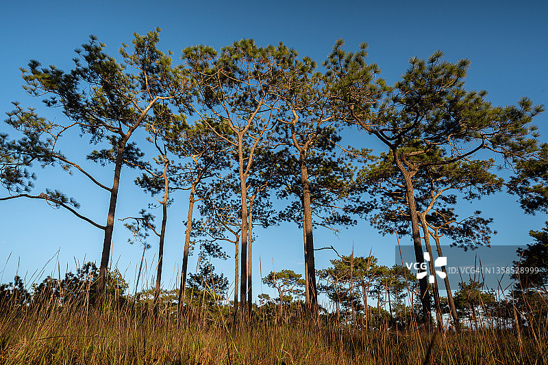 阳光蓝天下松树的剪影，泰国黎逸府Phu Kradueng冬季雨季的自然景观图片素材