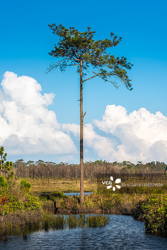 泰国黎逸府：云雾背景下的美丽孤松图片素材