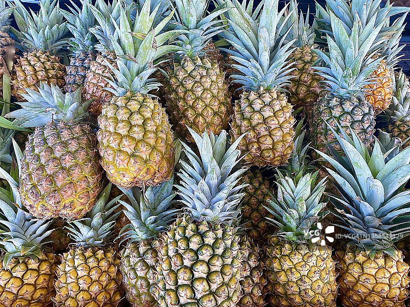 农场新鲜有机菠萝图片素材