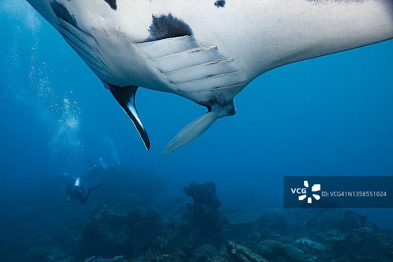 海洋蝠鲼图片素材
