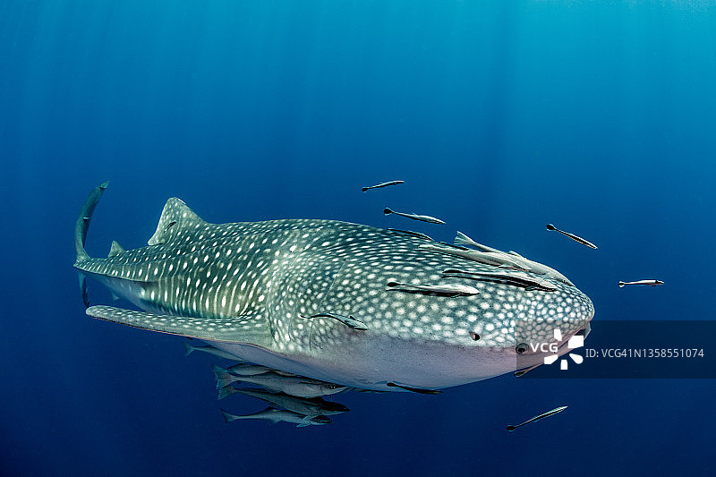 鲸鲨图片素材