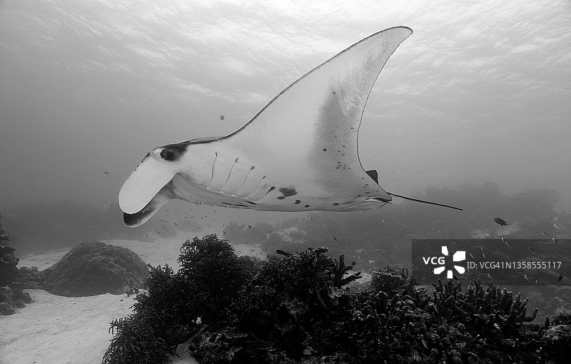 礁石蝠鲼（黑白）图片素材