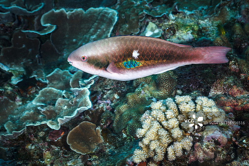 蓝斑鹦嘴鱼（初期阶段）图片素材