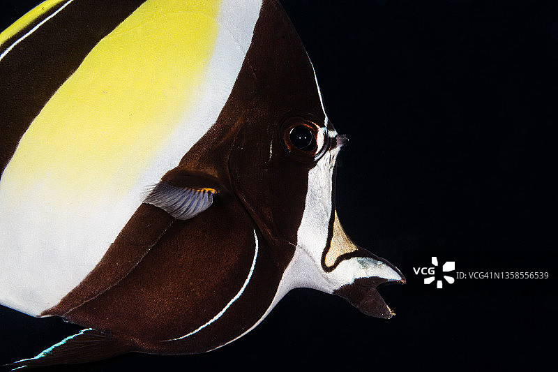 摩尔人神像特写图片素材