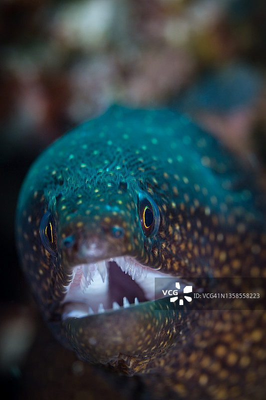 白口海鳝图片素材