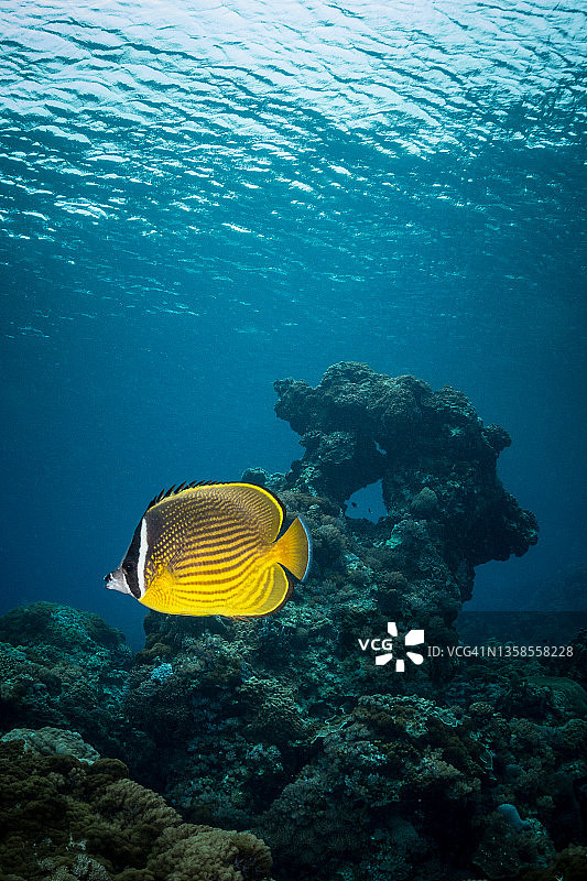 东方蝴蝶鱼图片素材