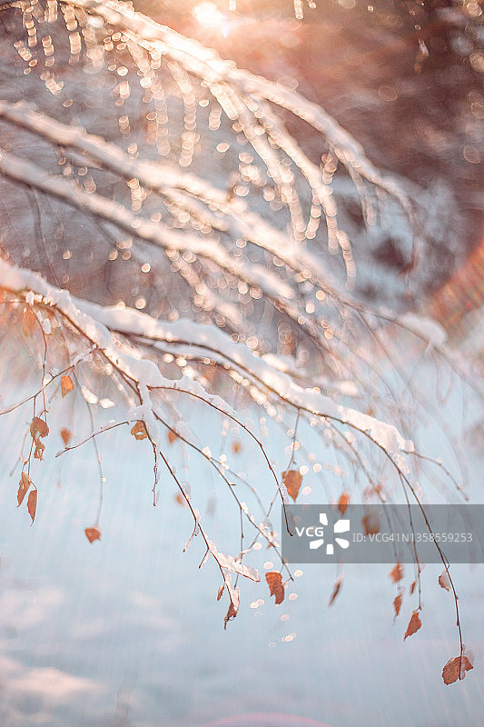 寒冷雪地覆盖的树枝中结霜的黄色干燥桦树叶图片素材