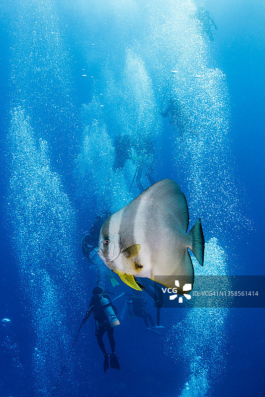 燕鱼和许多潜水员气泡图片素材