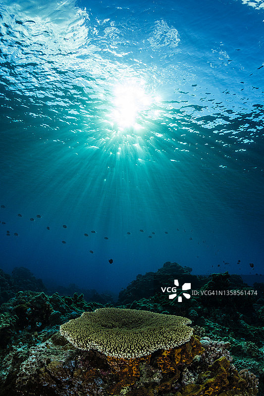 中国台湾绿岛的桌面珊瑚和阳光图片素材