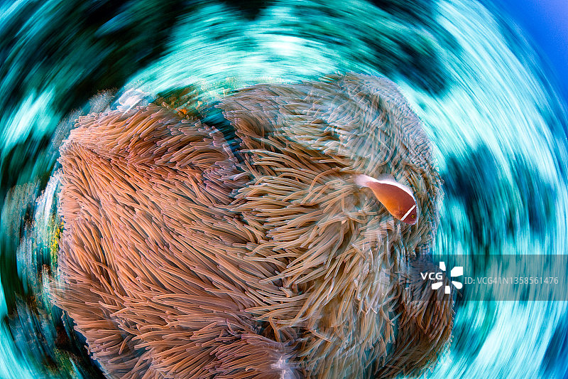 粉色海葵鱼图片素材