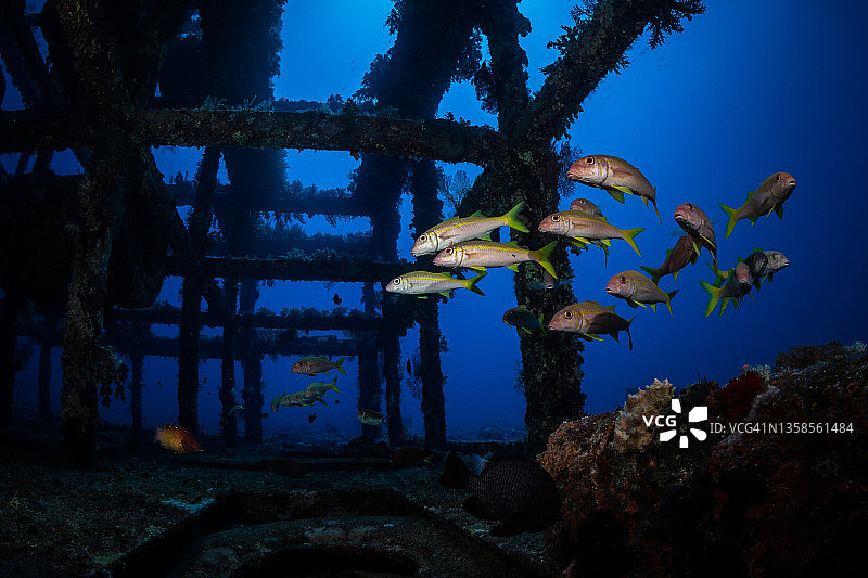 黄鳍海 goatfish图片素材