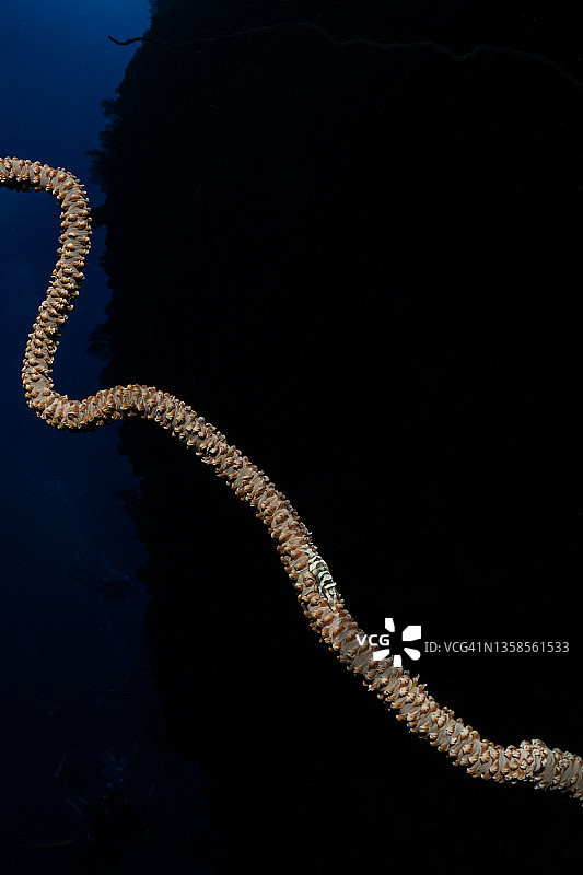 安克鞭珊瑚虾图片素材