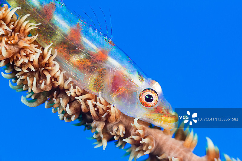 鞭珊瑚虾虎鱼图片素材