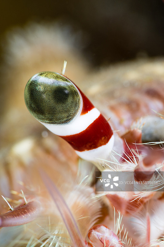 海葵寄居蟹的眼睛图片素材