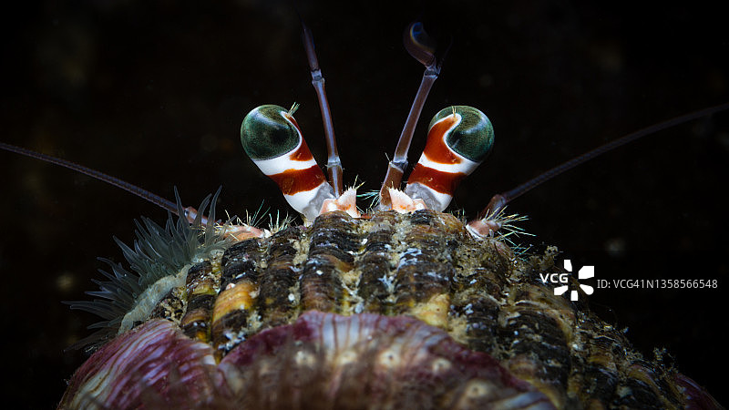 海葵寄居蟹图片素材