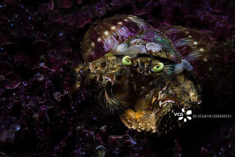 夜间的海葵寄居蟹图片素材