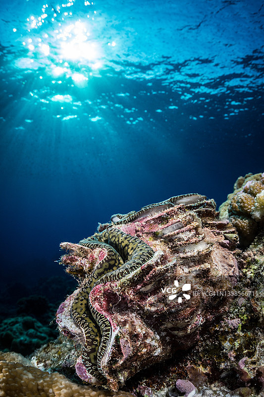 巨型蛤蜊图片素材