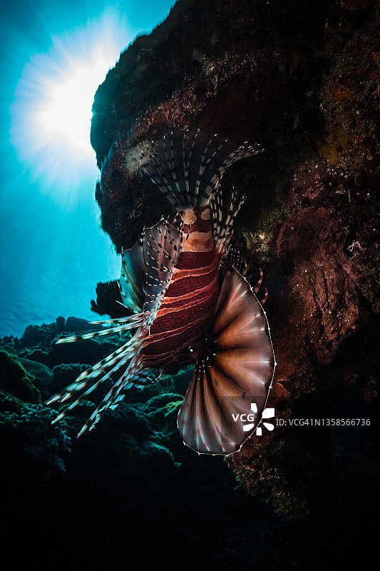 狮子鱼斑马图片素材