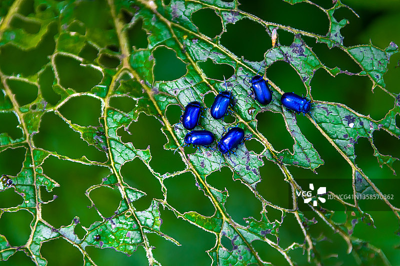 金属蓝色叶甲虫群图片素材