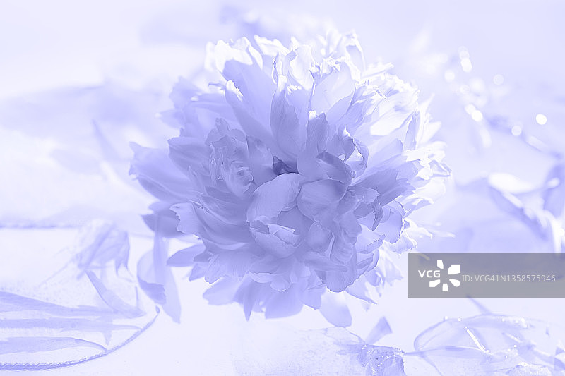 柔和的粉彩牡丹花在融化的冰块中漂浮，2022年度代表色——长春花紫的自然理念图片素材