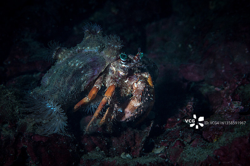 海葵寄居蟹图片素材