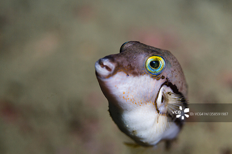 托比小丑图片素材