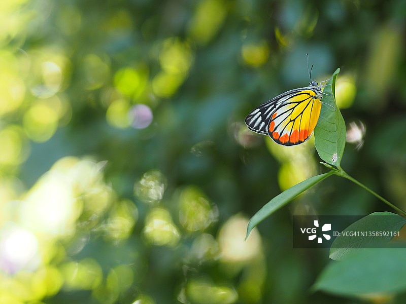 裳凤蝶栖息在绿叶上，昆虫动物图片素材