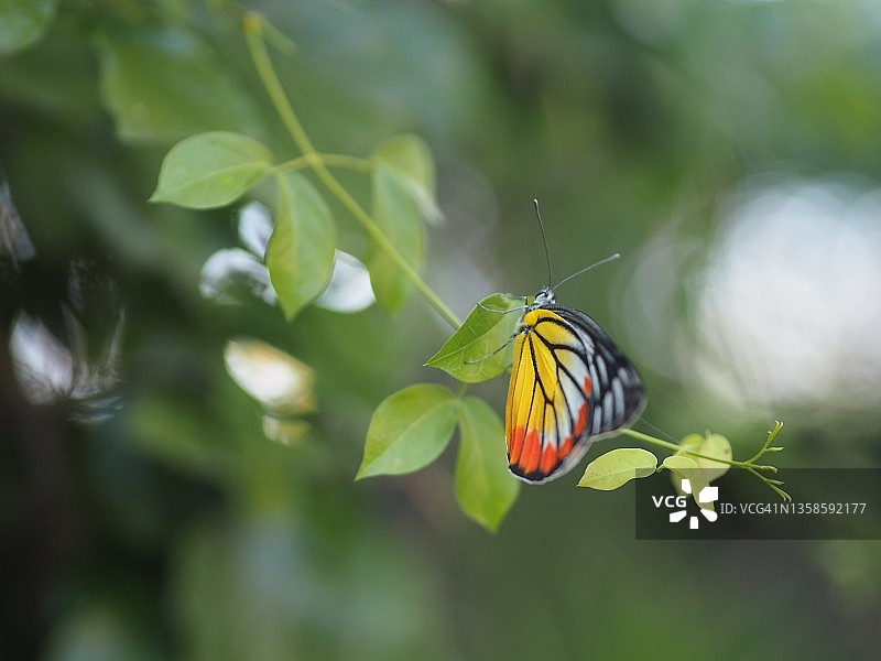 裳凤蝶栖息在绿叶上，昆虫动物图片素材