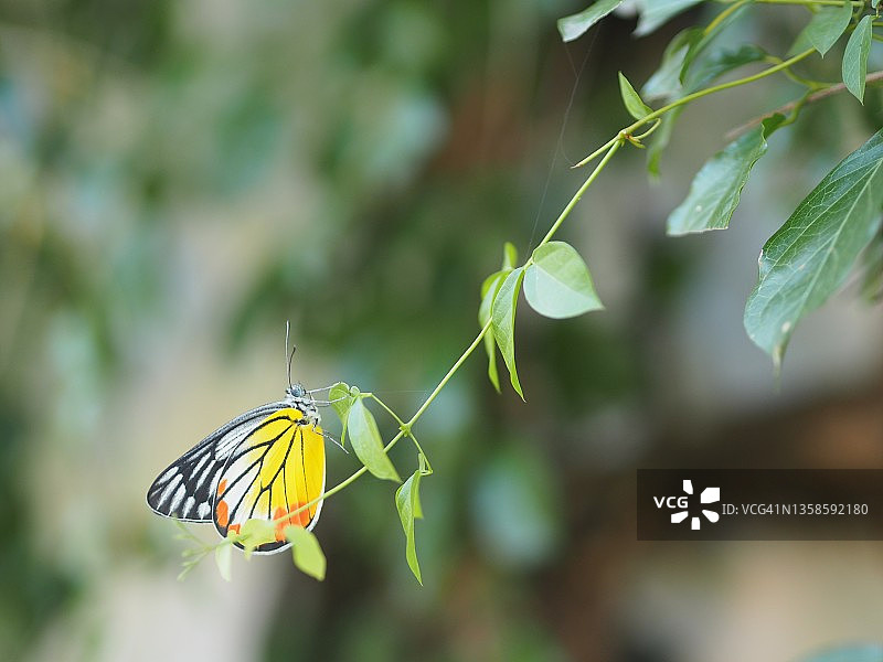 裳凤蝶栖息在绿叶上，昆虫动物图片素材
