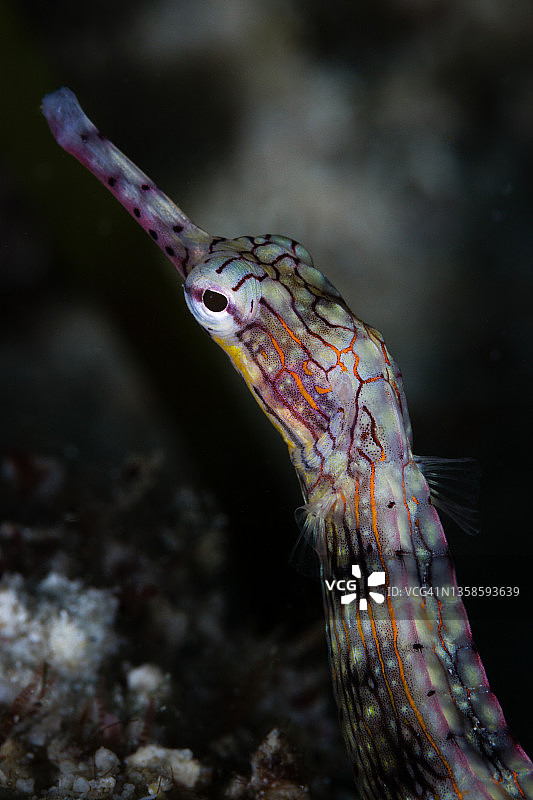 海龙鱼图片素材